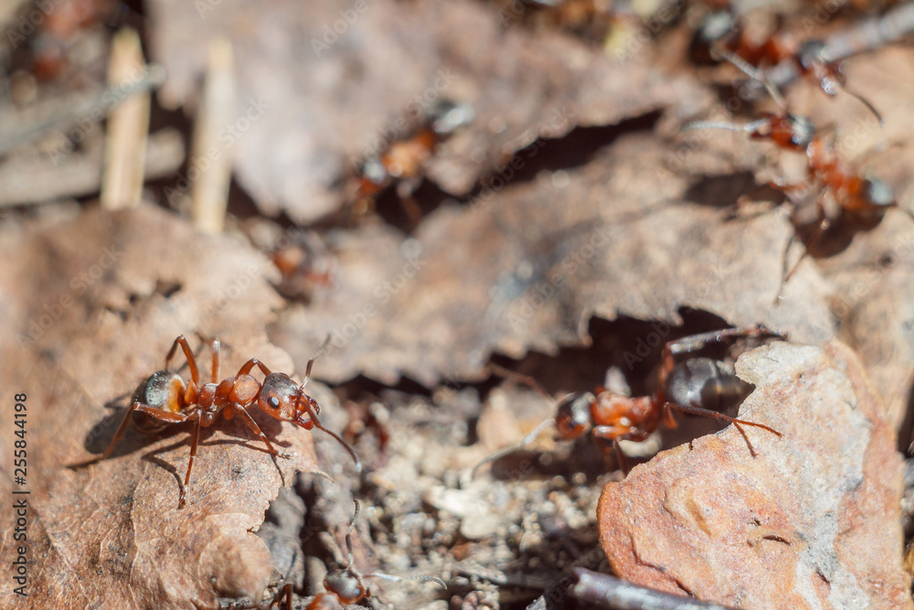 funny group of ants close up portrait working day of their life and relationships in a team on a bright sunny day. soft focus and copy space funny group of ants close up portrait working day of their life and relationships in a team on a bright sunny day. soft focus and copy space