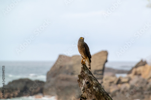 Roadside Hawk (Buteo magnirostris) perched on a tree trunk on the beach near Manuel Antonio Costa Rica photo