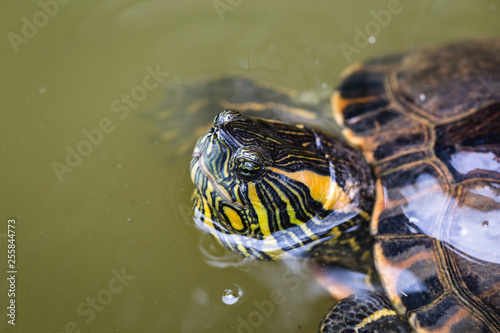 Brazilian turtle. Scientific name Trachemys dorbigni, popularly known as turtle-tiger, turtle-tiger or turtle-green-and-yellow.