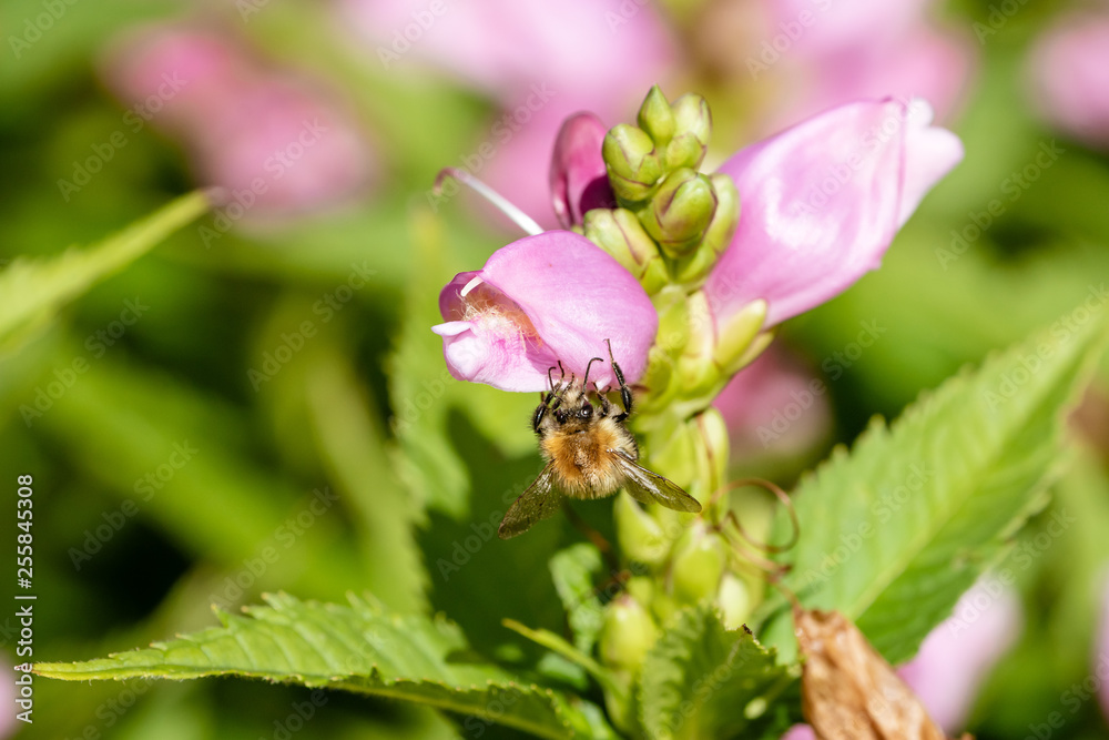 Tree Bumblebee (Bombus hypnorum) Tree Bumblebee (Bombus hypnorum)