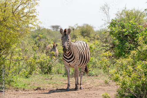 Zebra  Equus quagga 