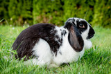 A black and white lop eared domestic bunny rabbit pet in a grass garden or field. Side view