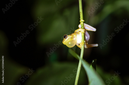 Small-headed tree frog (Hyla microcephala) hanging on vine, taken in Costa Rica