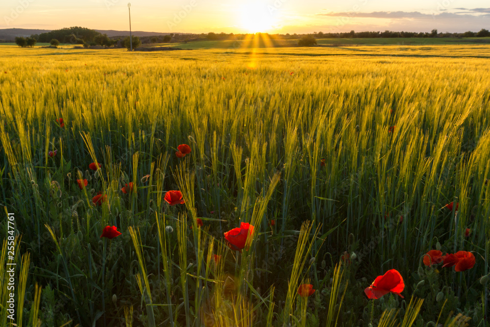 Fototapeta premium poppies