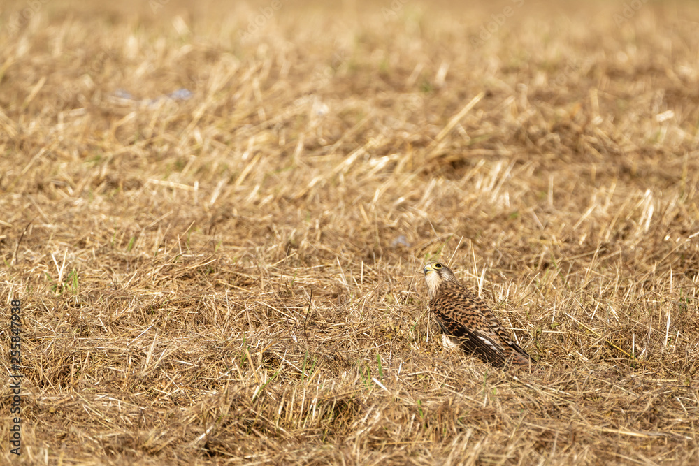 Obraz premium Common Kestrel (Falco tinnunculus)