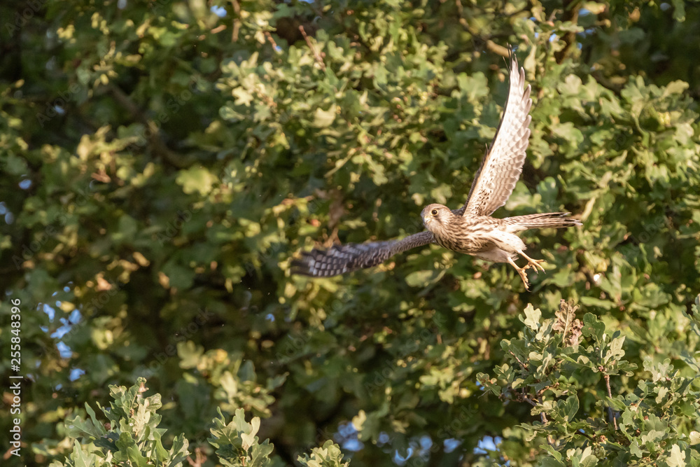 Fototapeta premium Common Kestrel (Falco tinnunculus)