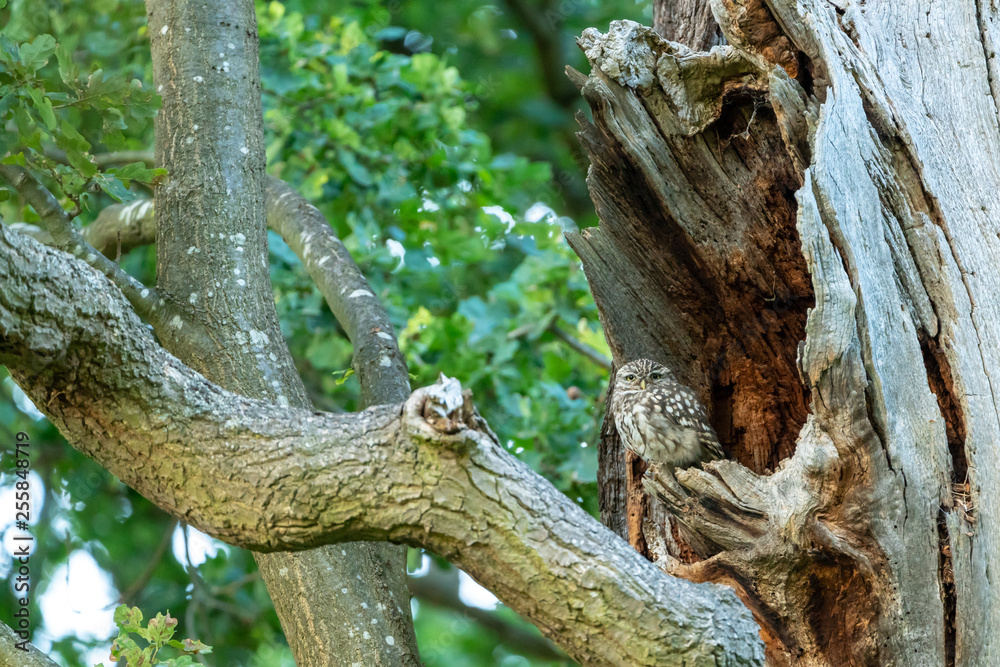 Little Owl (Athene noctua)