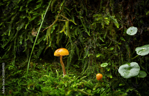 honey agaric meadow (Marasmius oreades) mushroom in green moss