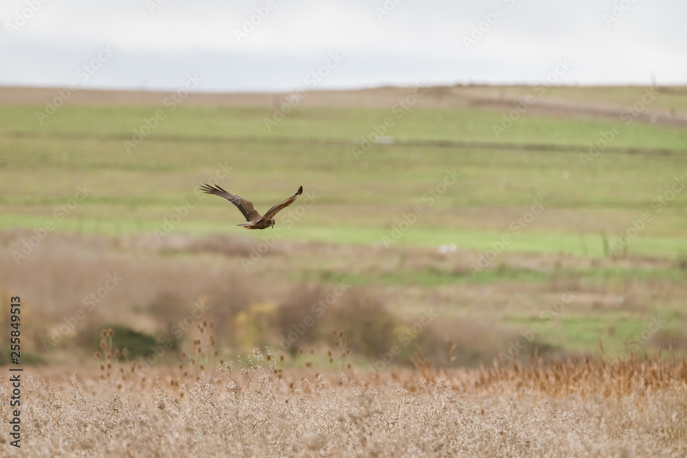 Marsh harrier (Circus aeruginosus) Marsh harrier (Circus aeruginosus)