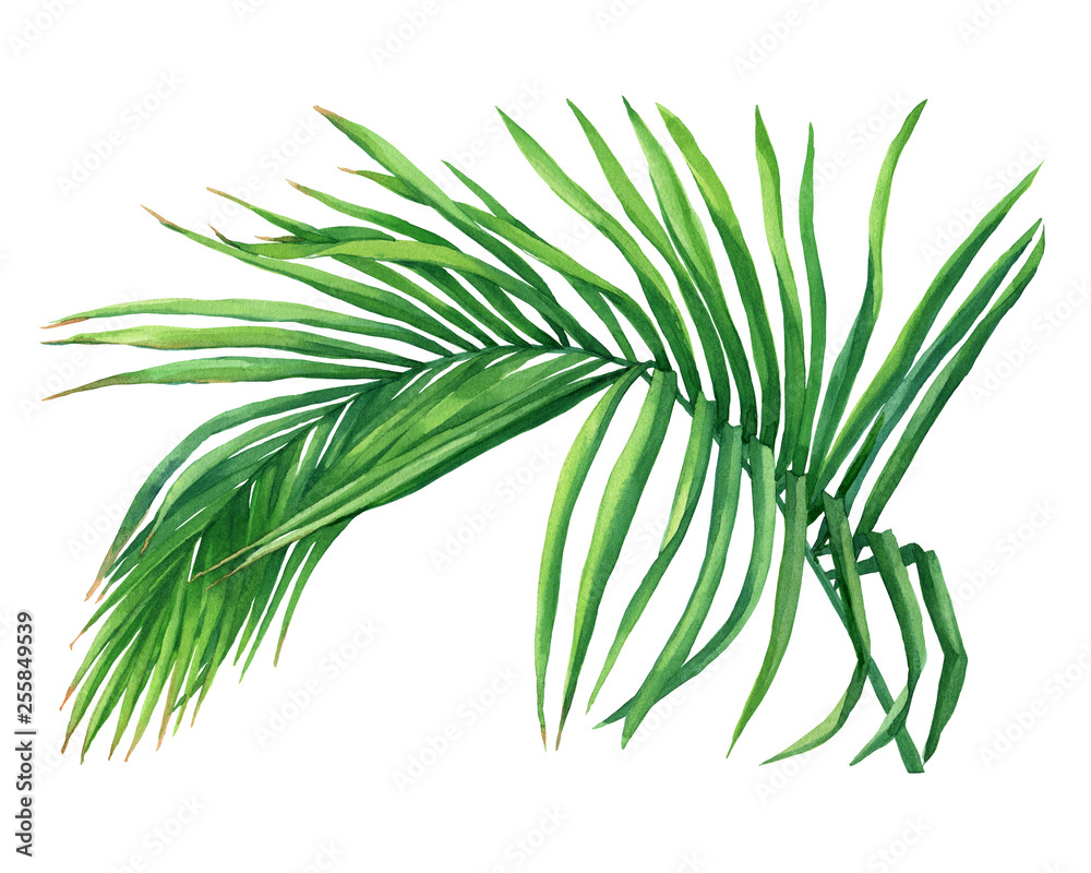Obraz premium Tropical green coconut palm leaf. Watercolor hand drawn painting illustration isolated on a white background.