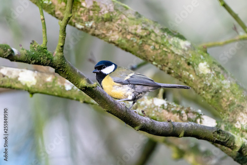 Great Tit (Parus Major) photo