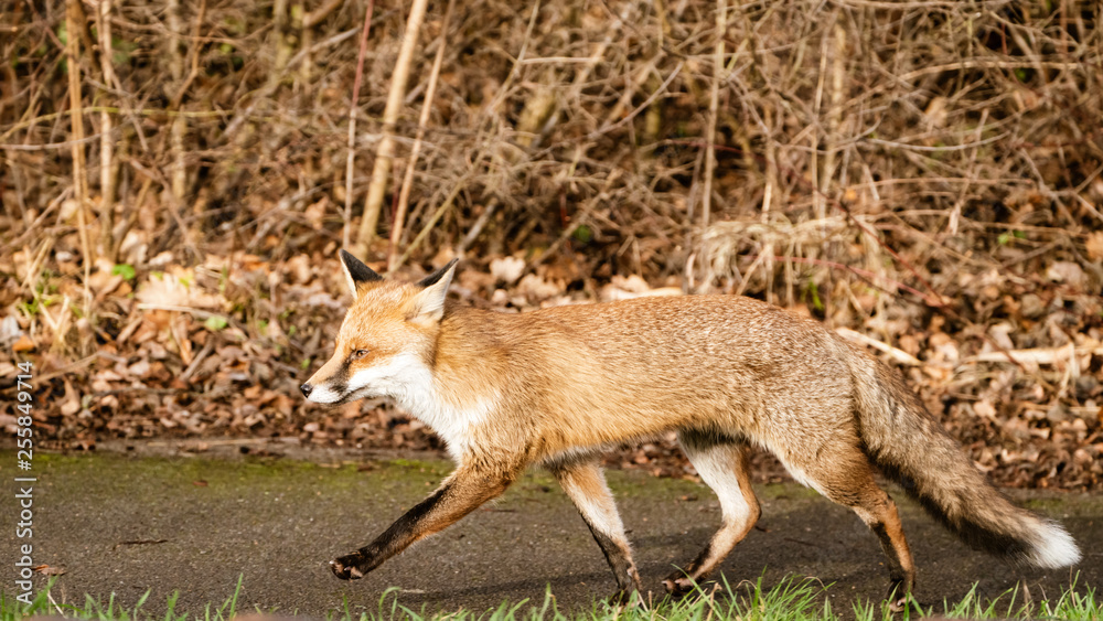 Red Fox (Vulpes vulpes) Red Fox (Vulpes vulpes)