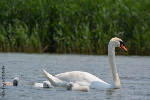 swan on the lake