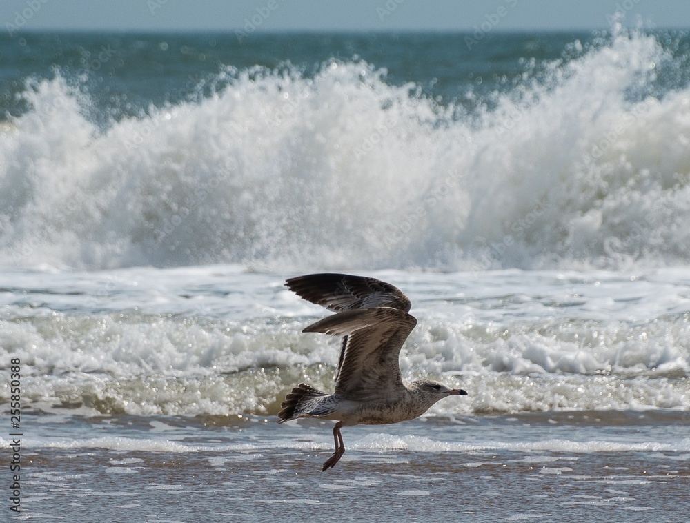 Obraz premium Seagulls at the Beach