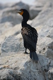 cormorant on a rock
