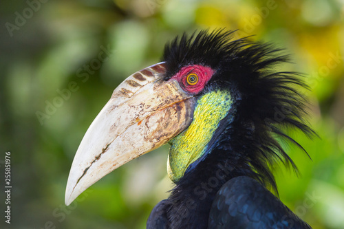 Closeup portrait of the black hornbill with a big beak in Ubud. © momentscatcher