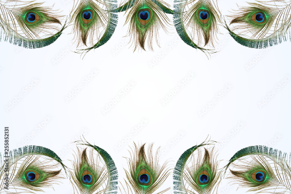 Obraz premium peacock feather in blur background with text copy space