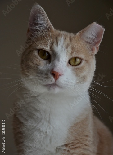Cat portrait