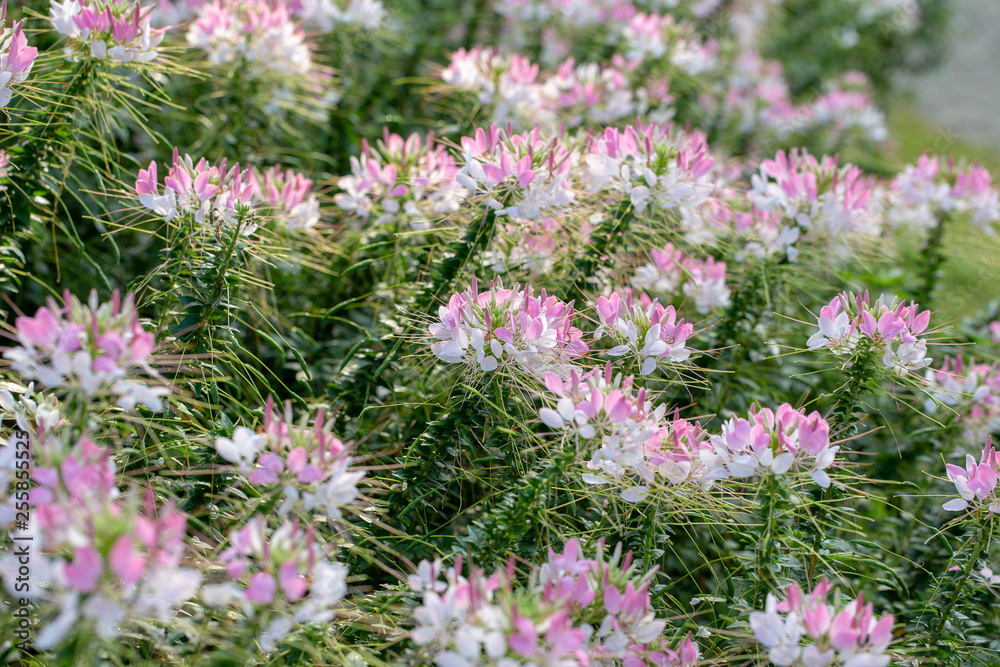 Obraz premium Cleome spider flower garden