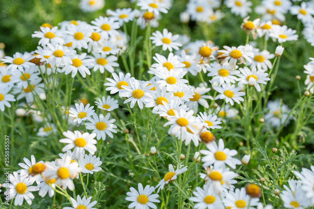 white daisy flower garden white daisy flower garden