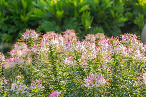 Cleome spider flower garden