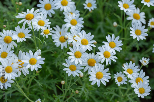 white daisy flower garden