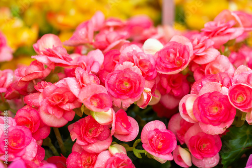 Pink cyclamen flower garden