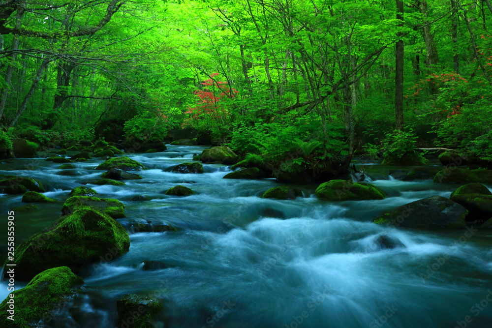 Obraz premium 新緑の奥入瀬渓流