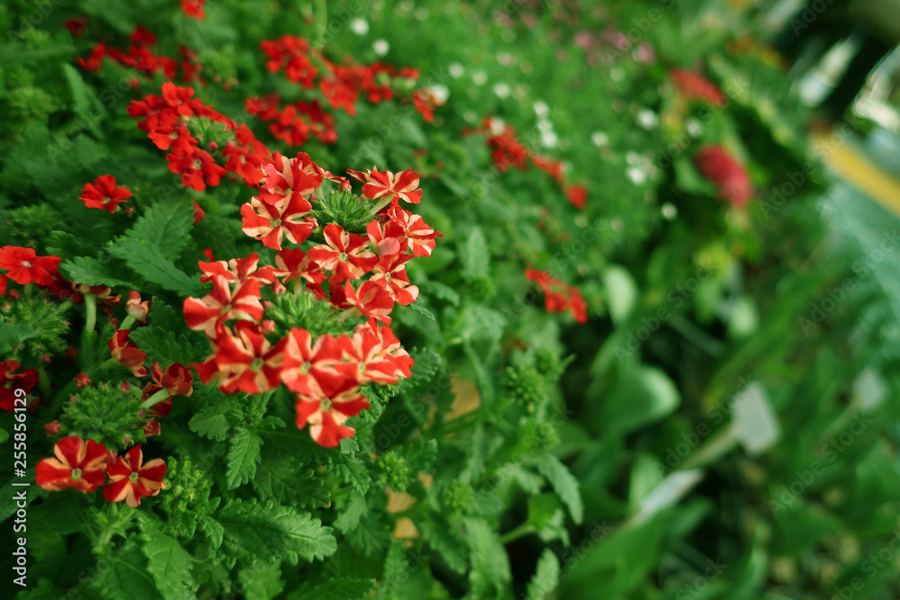 Flowers, nature, close-up, beauty, plants, fancy, garden