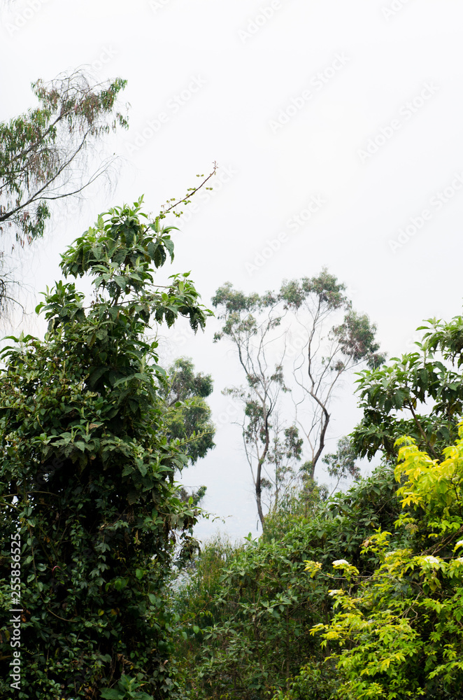 Fototapeta premium Blanco sobre árbol.