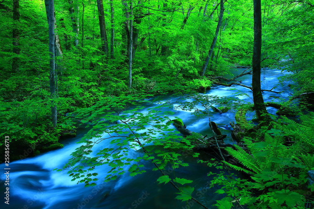 Fototapeta premium 新緑の奥入瀬渓流