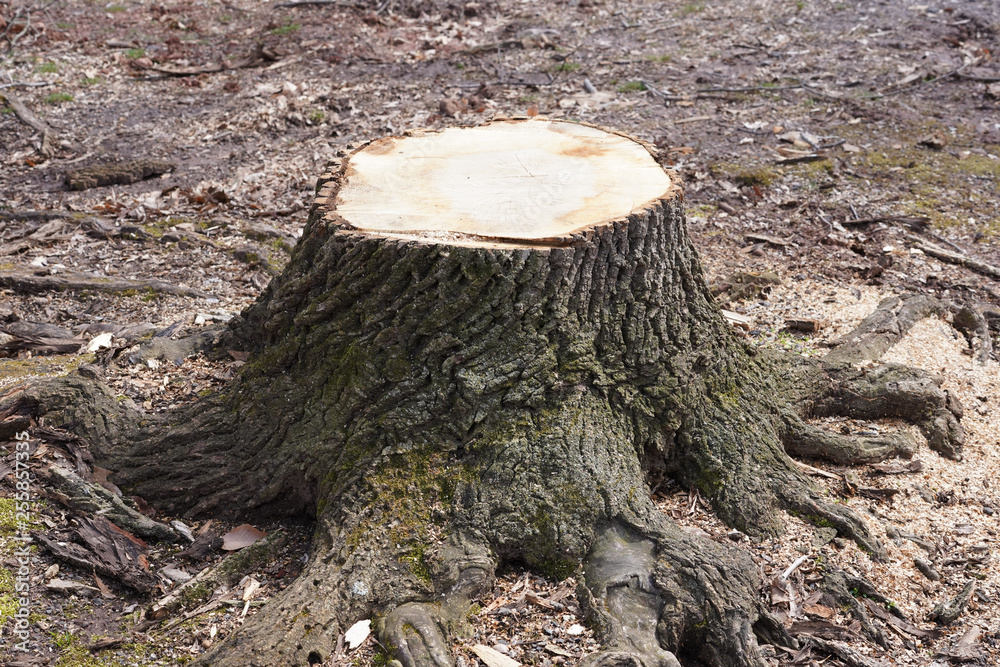 Tree stump from freshly cut tree Tree stump from freshly cut tree