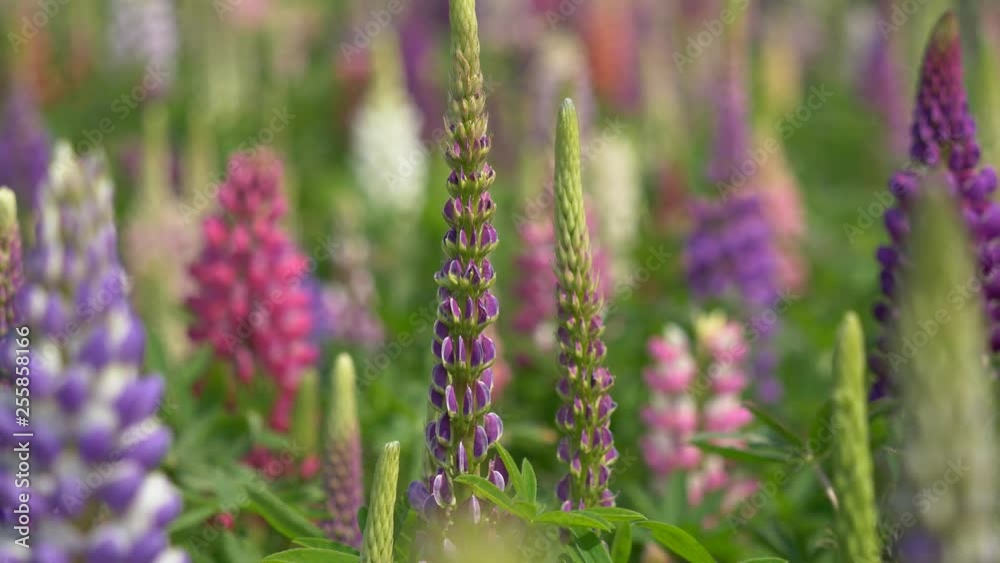 Colorful Lupine flowers swing in wind, 4k, slow motion. Colorful Lupine flowers swing in wind, 4k, slow motion.