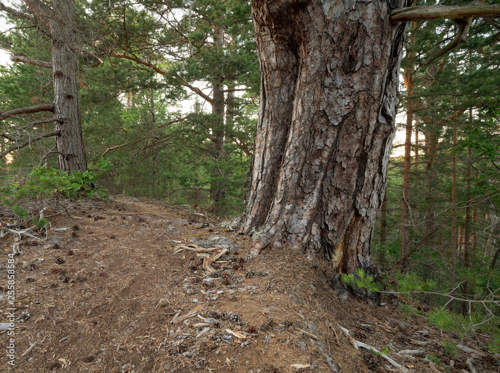 Footpath leading through an old untouched pine forest with large trees in a nature reserve in sweden Footpath leading through an old untouched pine forest with large trees in a nature reserve in sweden