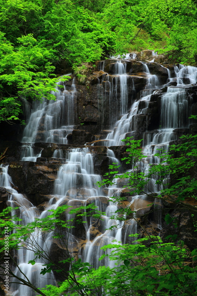 Fototapeta premium 夏の滝