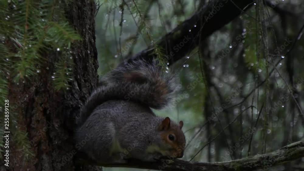 gray squirrel hugging a tree branch in rain in forest