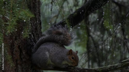 gray squirrel hugging a tree branch in rain in forest