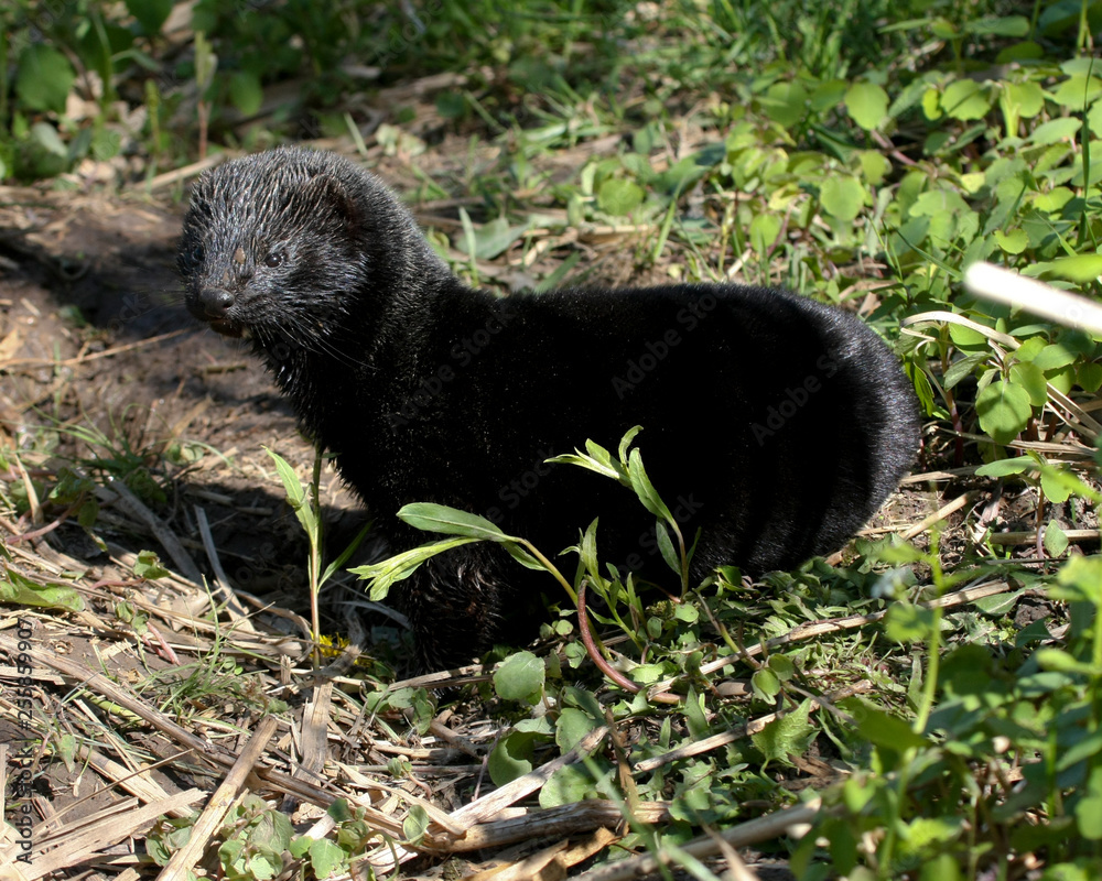 wild mink playing