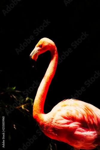 A pink flamingo in bright light against dark shadows.