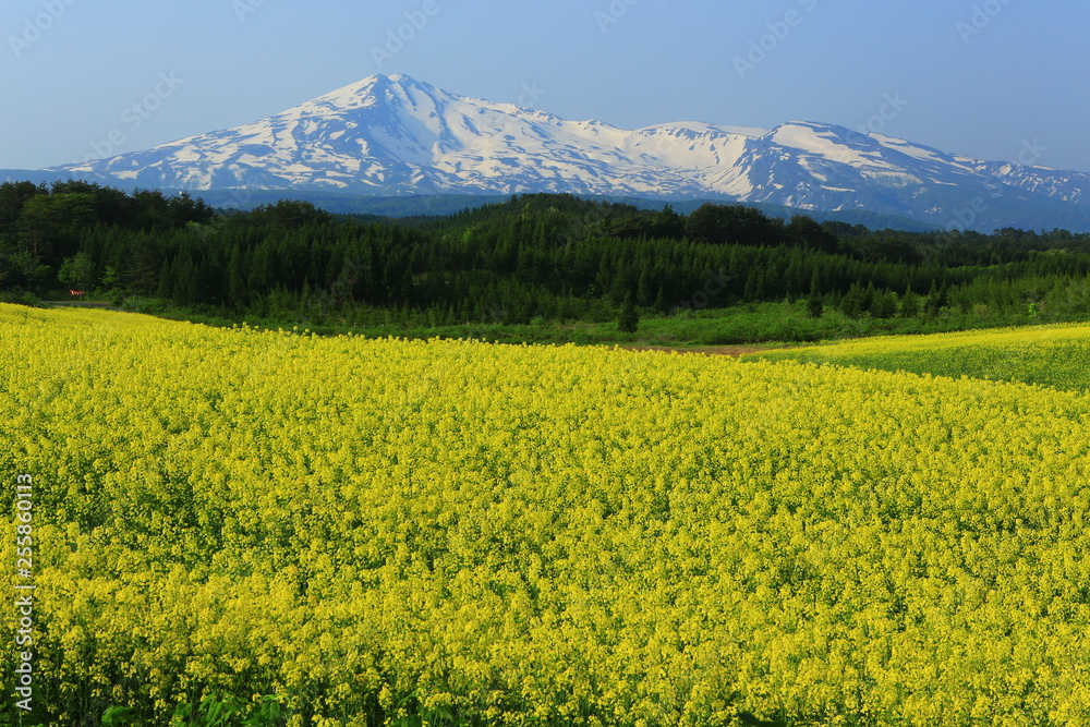 鳥海山と菜の花 鳥海山と菜の花
