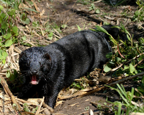 wild mink playing