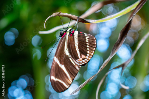 Florida Zebra Longwing Butterfly