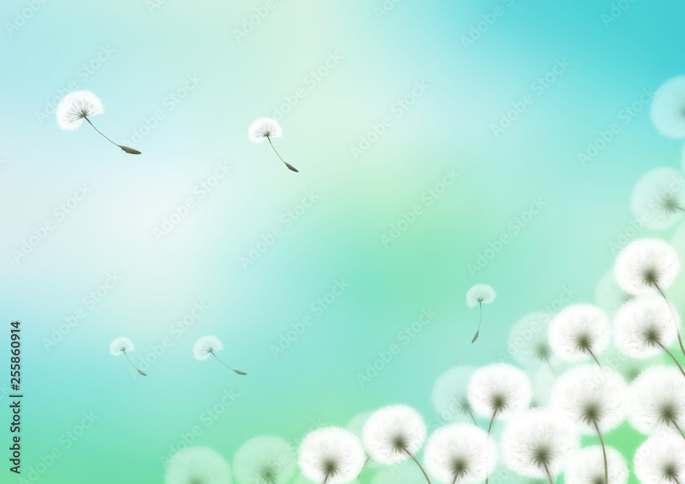 タンポポ綿毛イラスト２ Stock Illustration Adobe Stock