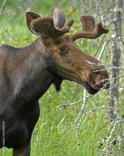 Canadian Moose in Algonquin © Dana