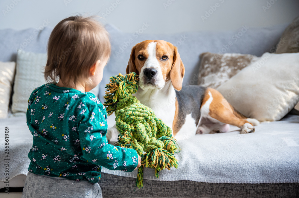 Dog with a cute caucasian baby girl. Beagle lie on sofa, baby comes with toy to play with him. Dog with a cute caucasian baby girl. Beagle lie on sofa, baby comes with toy to play with him.