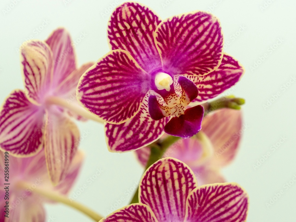 Violet Purple Orchids Violet Purple Orchids