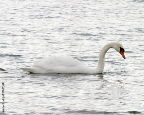 Mute Swan