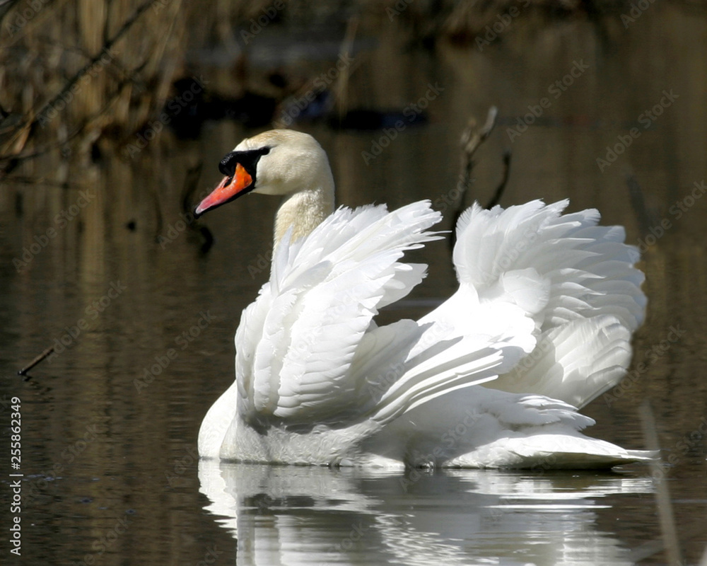 Fototapeta premium Mute Swan