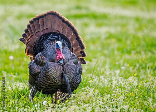 A male wild Turkey struts his tail feathers during the rutting season.