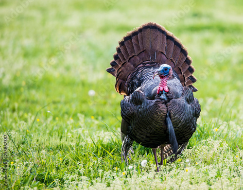 A male wild Turkey struts his tail feathers during the rutting season.